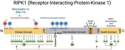 Targeting RIPK1 kinase for modulating inflammation in human diseases